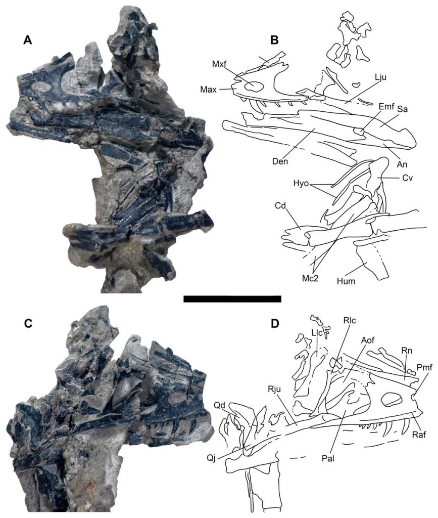 Fossil material and accompanying line drawings Hesperornithoides.