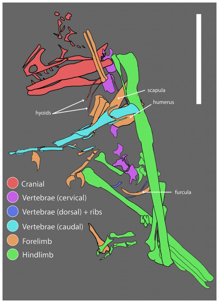 A quarry map of the fossil material asociated with Hesperornithoides.