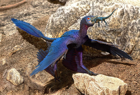 Microraptor feeds on Indrasaurus.