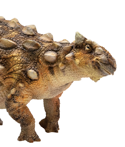 "Sede" the Ankylosaurus dinosaur model.