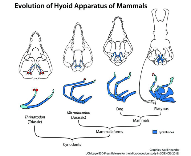 Hyoid bone evolution in mammals.