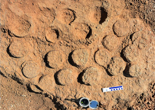 The most complete nest of dinosaur eggs preserved at the site.