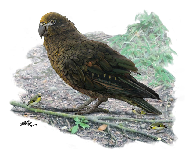 A life reconstruction of Heracles inexpectatus the newly described giant prehistoric parrot from New Zealand.