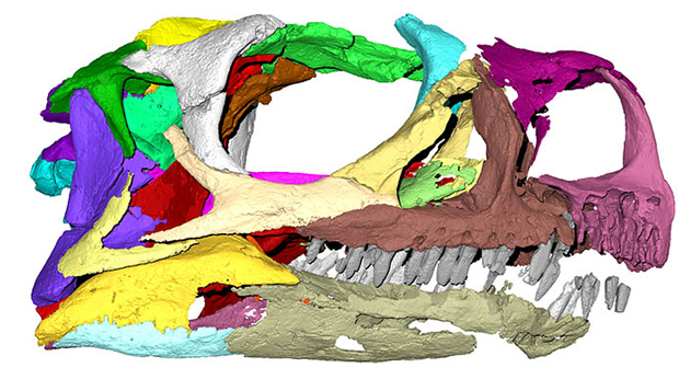 Ngwevu intloko fossil skull - digital reconstruction.