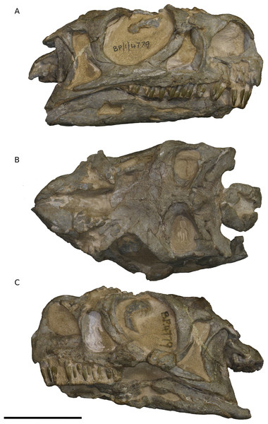 Views of the skull of N. intloko.