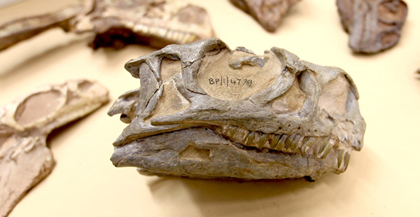 Ngwevu fossil skull (BP/1/4779.