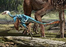 A dromaeosaurid takes evasive action to avoid a herd of duck-billed dinosaurs.