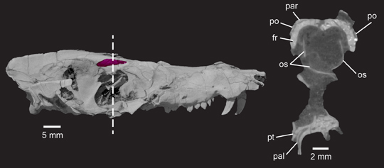 Pseudotherium Skull.