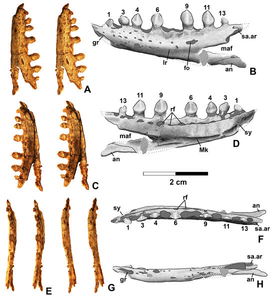 Views and line drawings of the dentary of Kwanasaurus.