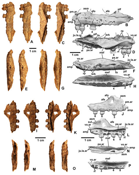 Kwanasaurus upper jaw bone images and line drawings.