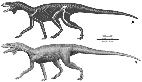 Skeletal drawing and life reconstruction of K. williamparkeri.