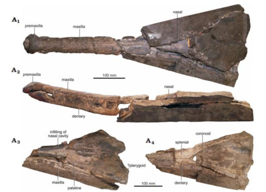 M. laurillardi holotype cranial material.