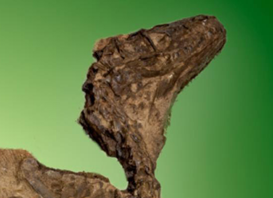 Saurornitholestes langstoni fossil skull.