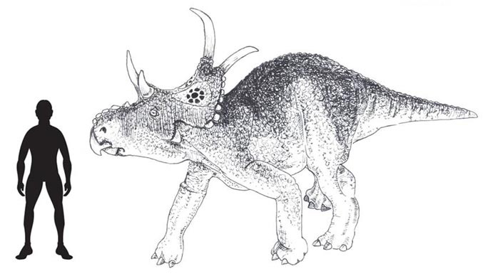 A scale drawing of Diabloceratops eatoni.