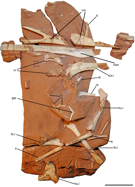 Holotype of Keresdrakon vilsoni.