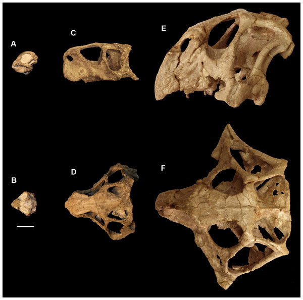 Brain and skull study - Psittacosaurus.