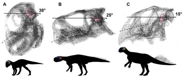 Changing head position of Psittacosaurus.