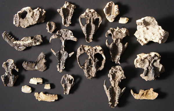 Dozens of skull fossils from ancient mammals.