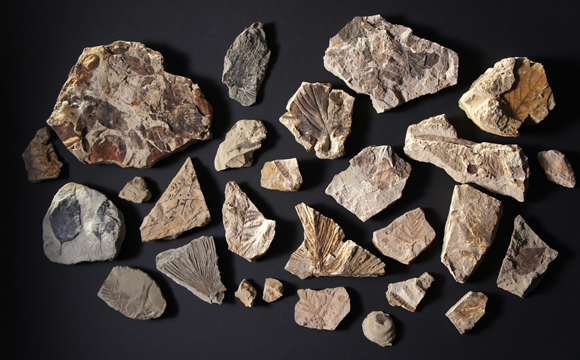 Plant fossils from Corral Bluffs - Colorado.
