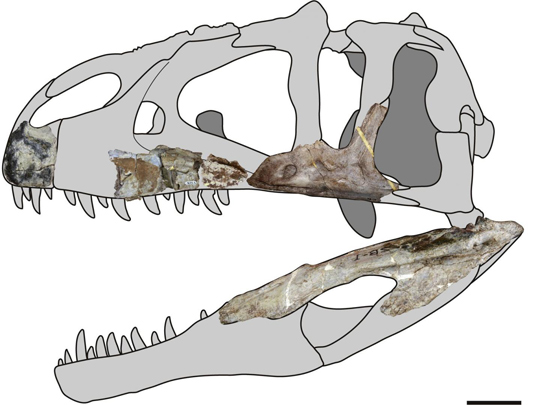 Line drawing of skull and skeletal material of Siamraptor.