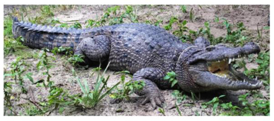 Newly described crocodile species from New Guinea Crocodylus halli.