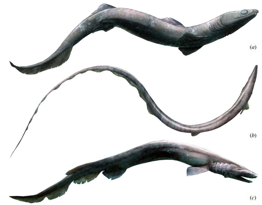 Possible life reconstruction of P. saidselachus.