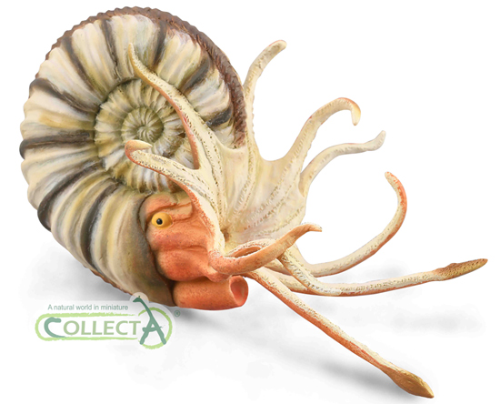 CollectA Pleuroceras ammonite model.