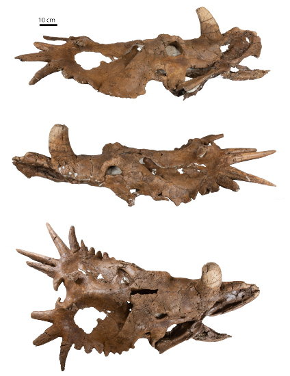 Asymmetrical Styracosaurus skull.