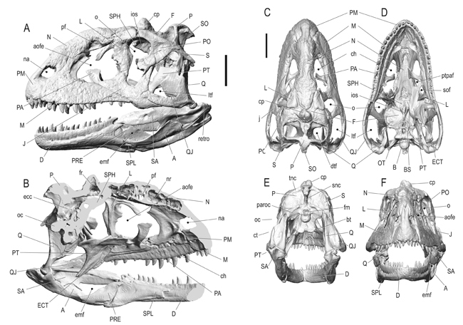 Majungasaurus skull diagram.