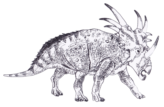 Styracosaurus with an asymmetrical skull.
