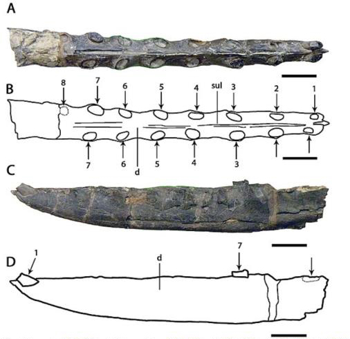 Views of the holotype lower jaw of Targaryendraco wiedenrothi.
