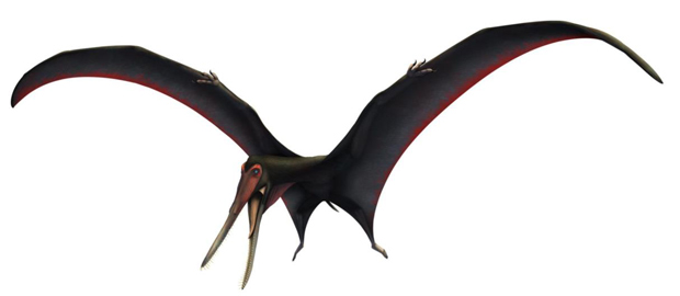 A life reconstruction of the pterosaur Targaryendraco.