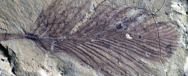 Feather fossil from the A fossilised feather from the Koonwarra Fish Beds Geological Reserve.