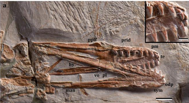 Mimodactylus skull and jaws.