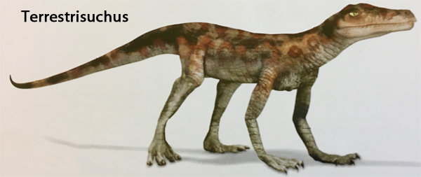 Late Triassic Terrestrisuchus.