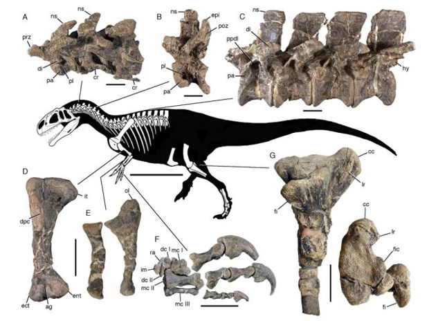 Skeletal drawing of Asfaltovenator and postcranial fossil material.