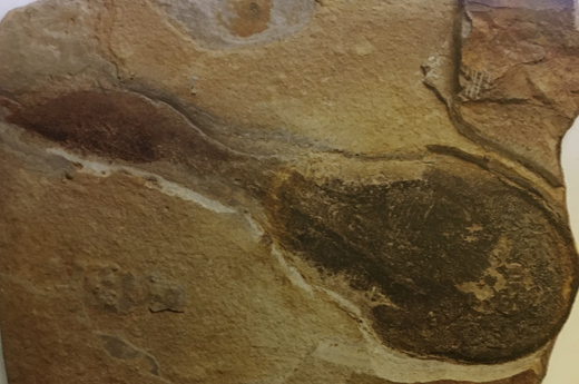 Agnathan (jawless fish) fossil.