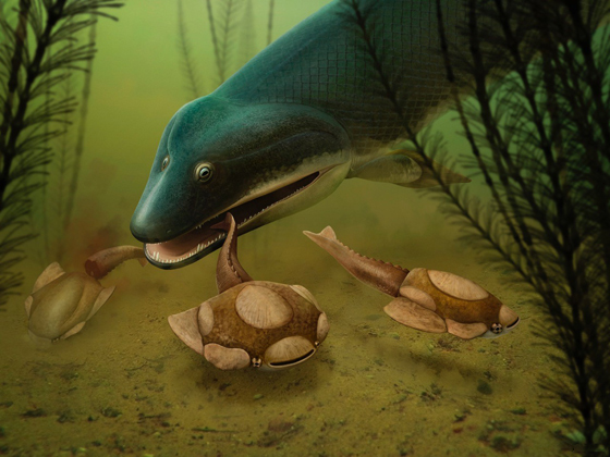 Research suggests predation by Sarcopterygians could have led to the extinction of the jawless fishes.