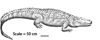 Purussaurus mirandai illustrated.