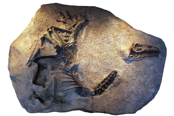 Painted cast of Allosaurus jimmadseni holotype material.