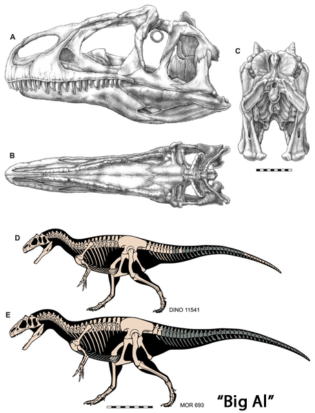 Skull and skeletal diagrams Allosaurus jimmadseni.