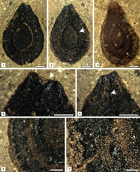 Asclepiadospermum marginatum fossil seeds from Tibet.