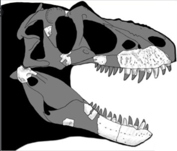 Thanatotheristes skull reconstruction.