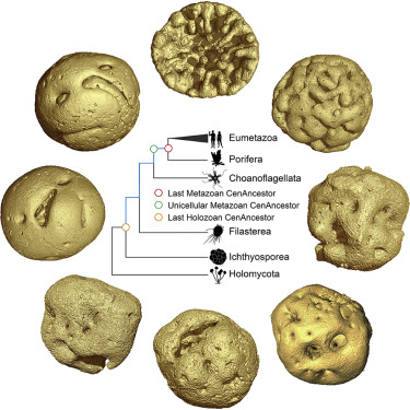 The embryology of 609 million-year old Caveasphaera.