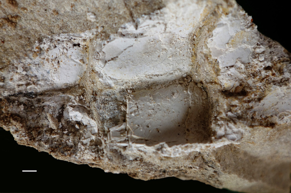 Stagonolepis robertsoni fossil.