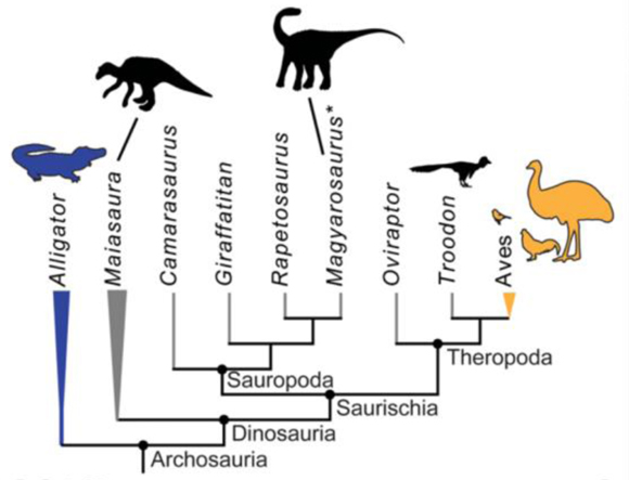 Simplified phylogeny of the archosaur taxa involved in the study.