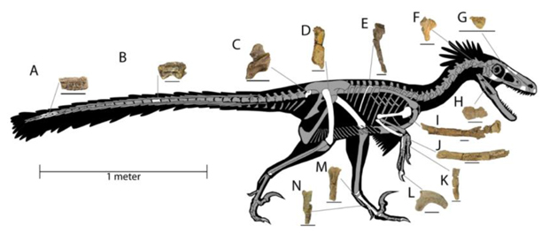 Known fossil material and skeletal reconstruction of Dineobellator.
