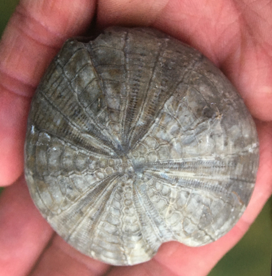 Sea urchin fossil from Ringstead Bay