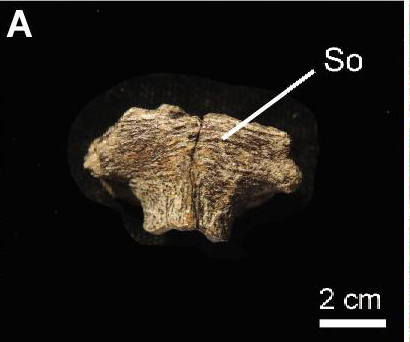 Skull bone of a juvenile Hypacrosaurus.