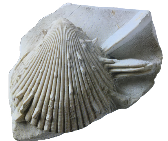 Fossil bivalves can help scientists understand planetary systems.